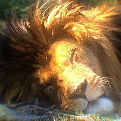 King Leon thumbnail