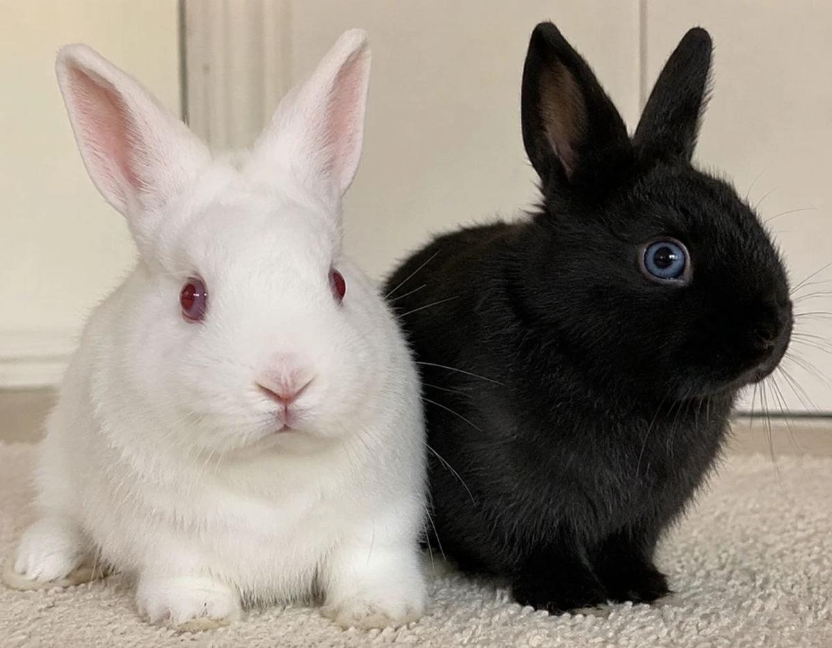 Bunnies 🐇 thumbnail