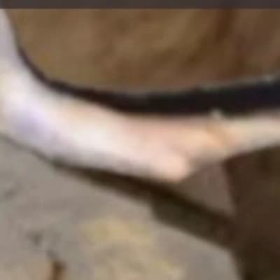 Ant hill thumbnail