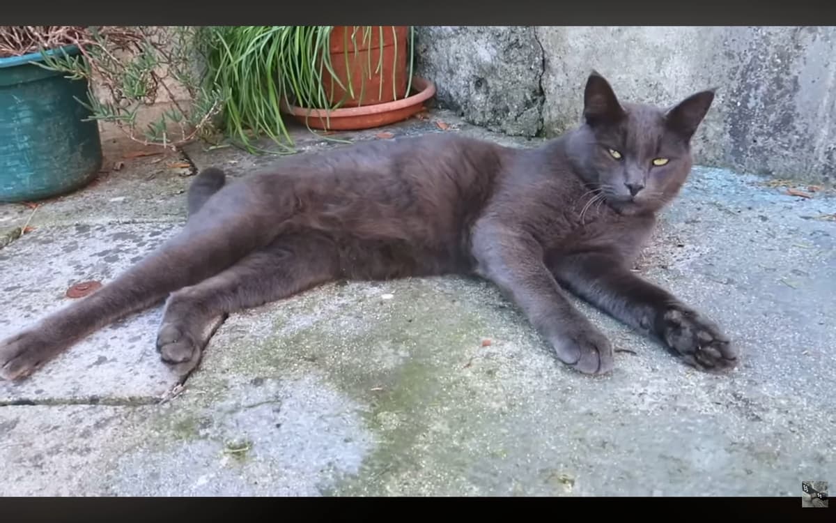 Wine XD, you are a cat 2 thumbnail