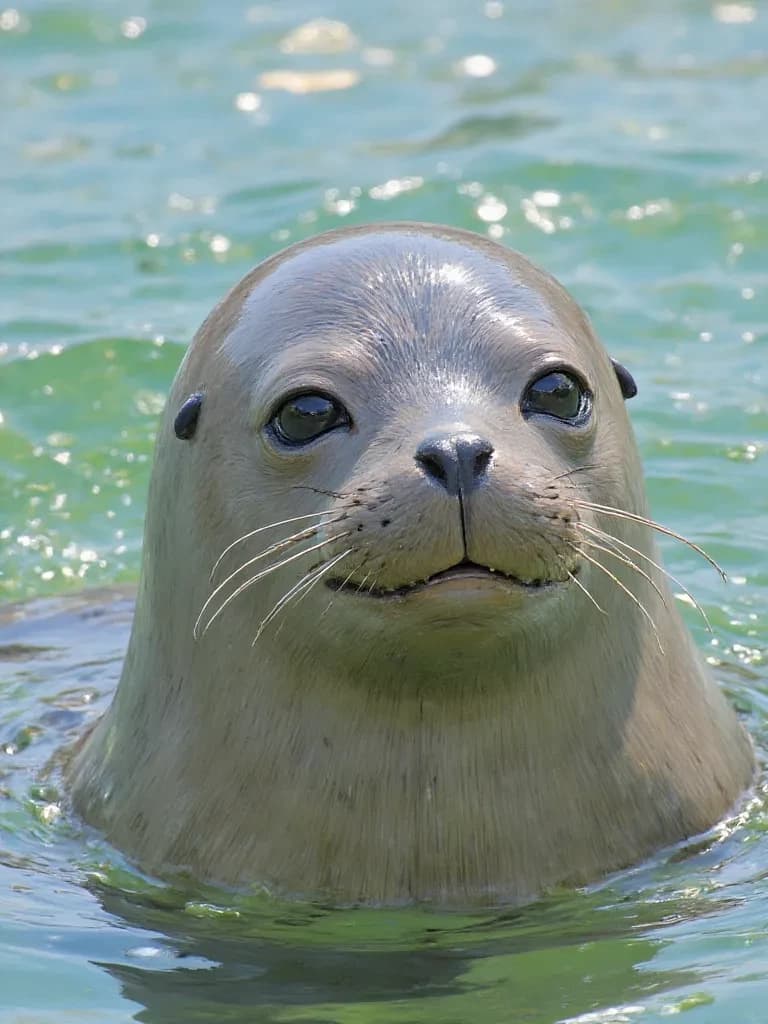The seal thumbnail