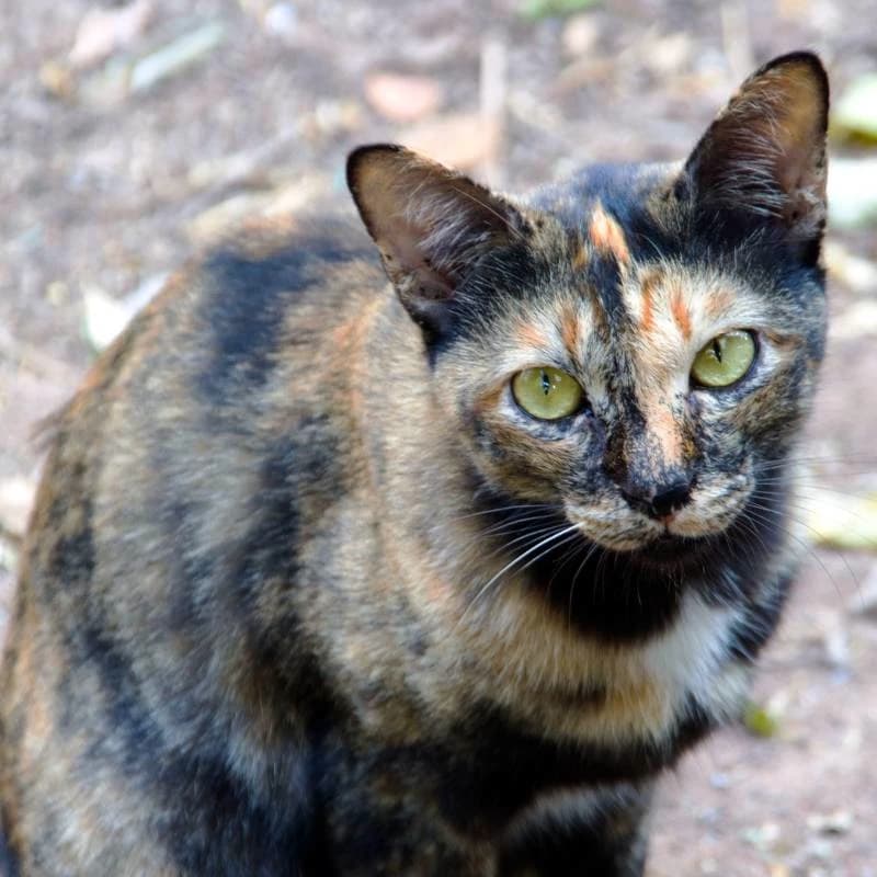 Stray Cat thumbnail