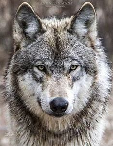 Wolf thumbnail