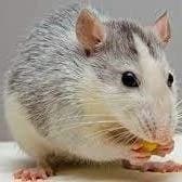 A rat thumbnail