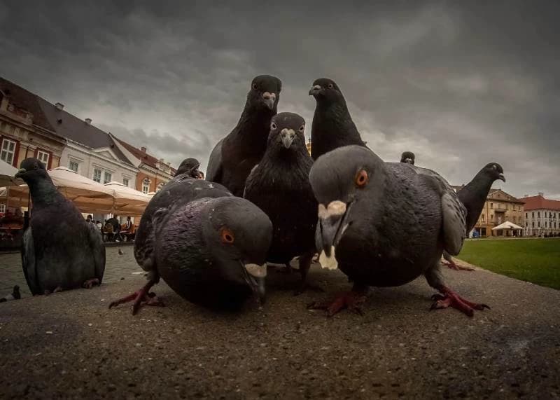 pigeon thumbnail