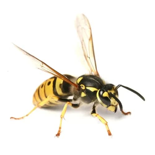 Oh No! WASPS!! thumbnail