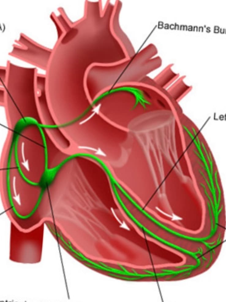 Heart of human  thumbnail