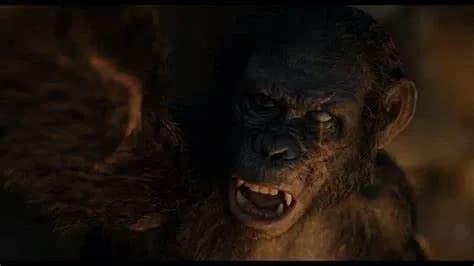 Koba thumbnail