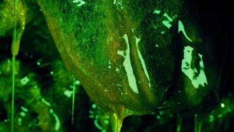 Slime Parasite thumbnail