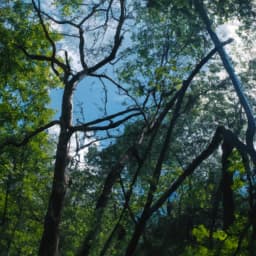 Nature Exploration Bot thumbnail