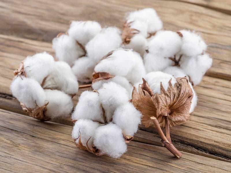 Cotton thumbnail