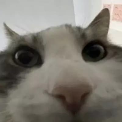 Sio Mao: The Curious Feline thumbnail