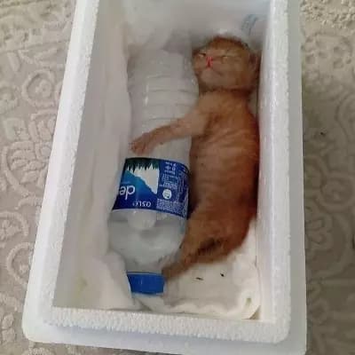 Kittu thumbnail