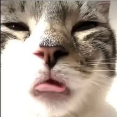Hazel  thumbnail