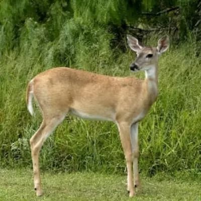 Luna (female deer) thumbnail