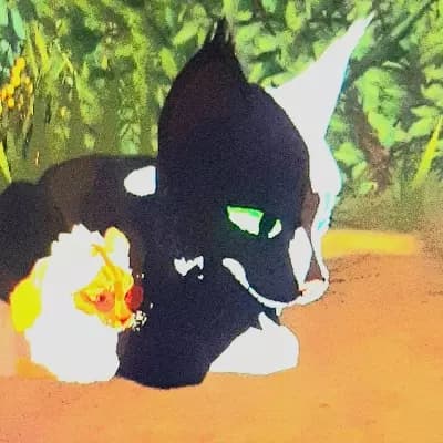 Warrior cats || Brning'Bliss & Sunny'kit thumbnail
