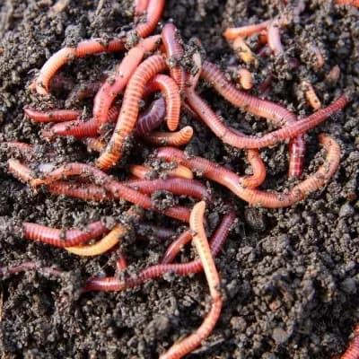 Worms thumbnail