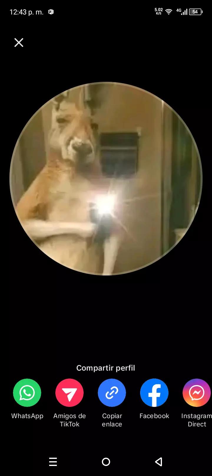 Canguro Jack thumbnail