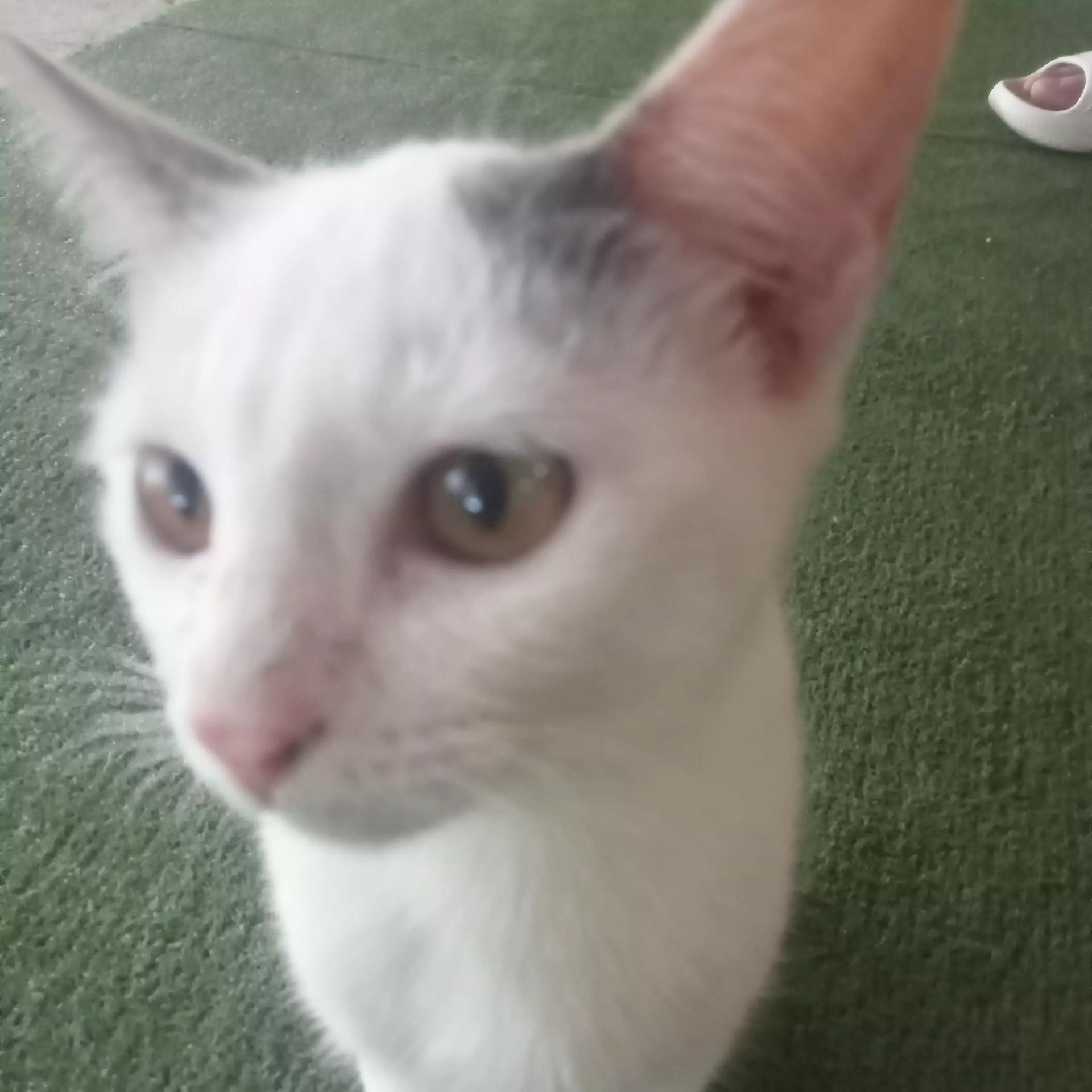 Eddie thumbnail