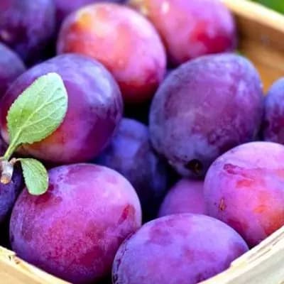 Plum thumbnail