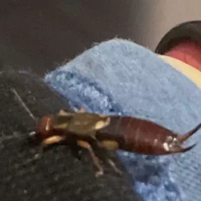Earwig thumbnail