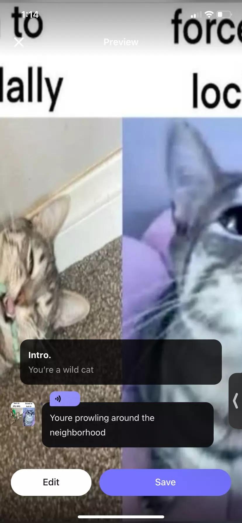 Cat thumbnail