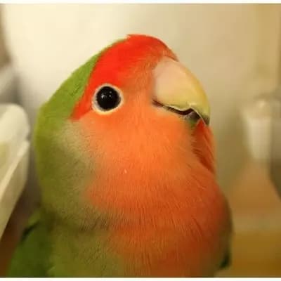 Agapone/Agapórnis thumbnail