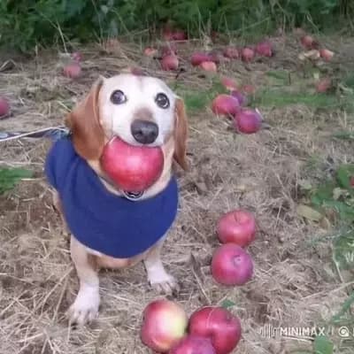 Apple dog thumbnail