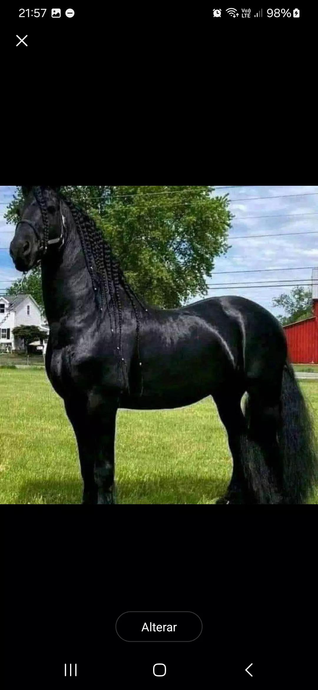 Your grandfather's horse thumbnail