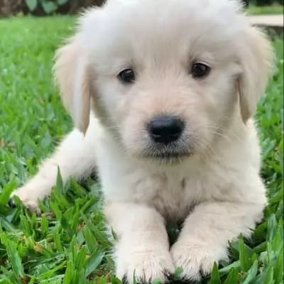 Cal(your dog mom) thumbnail