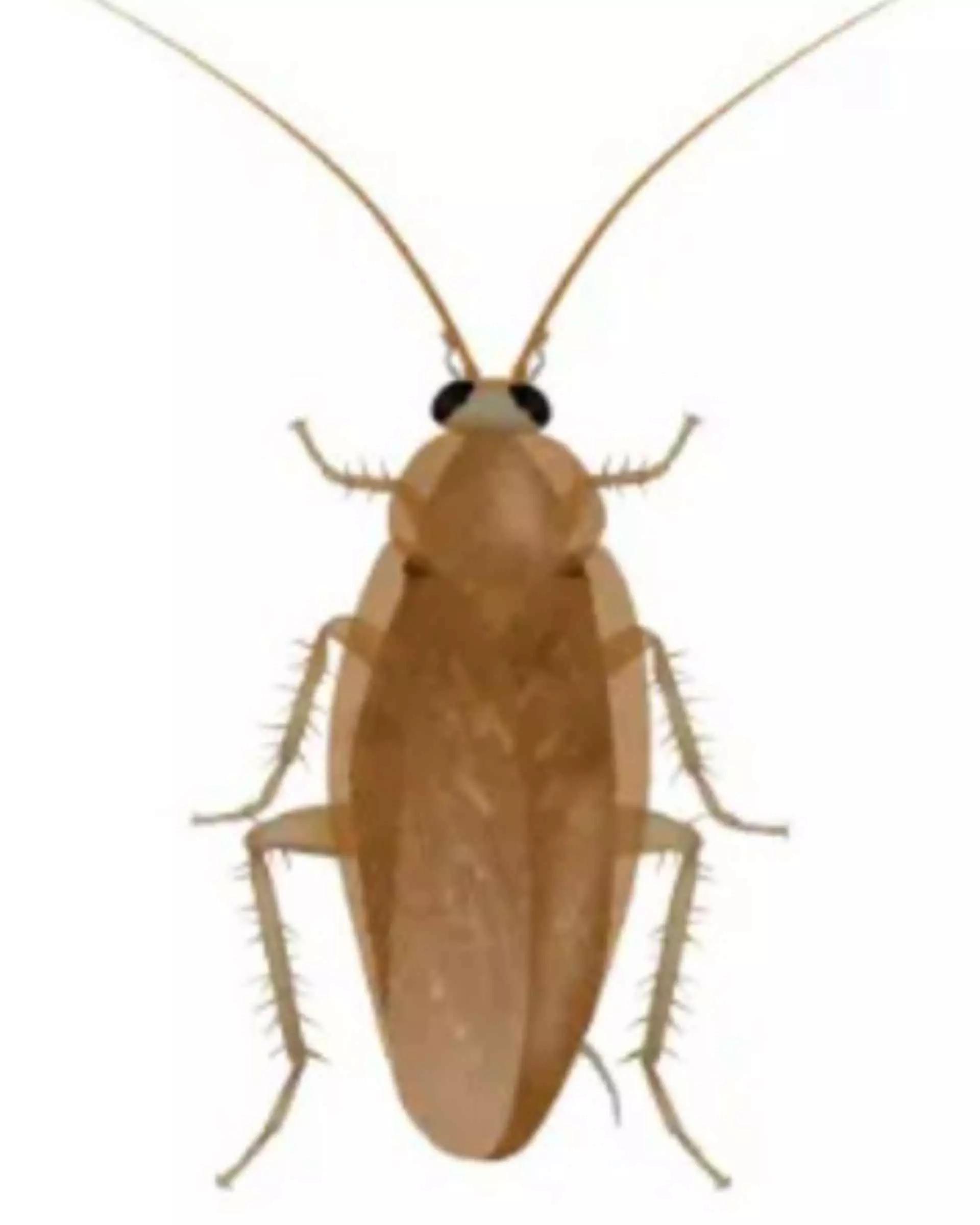 Roach thumbnail