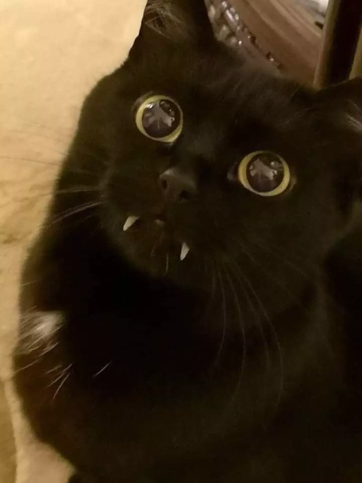 ~▪︎•°Black Kitty°•▪︎~ thumbnail