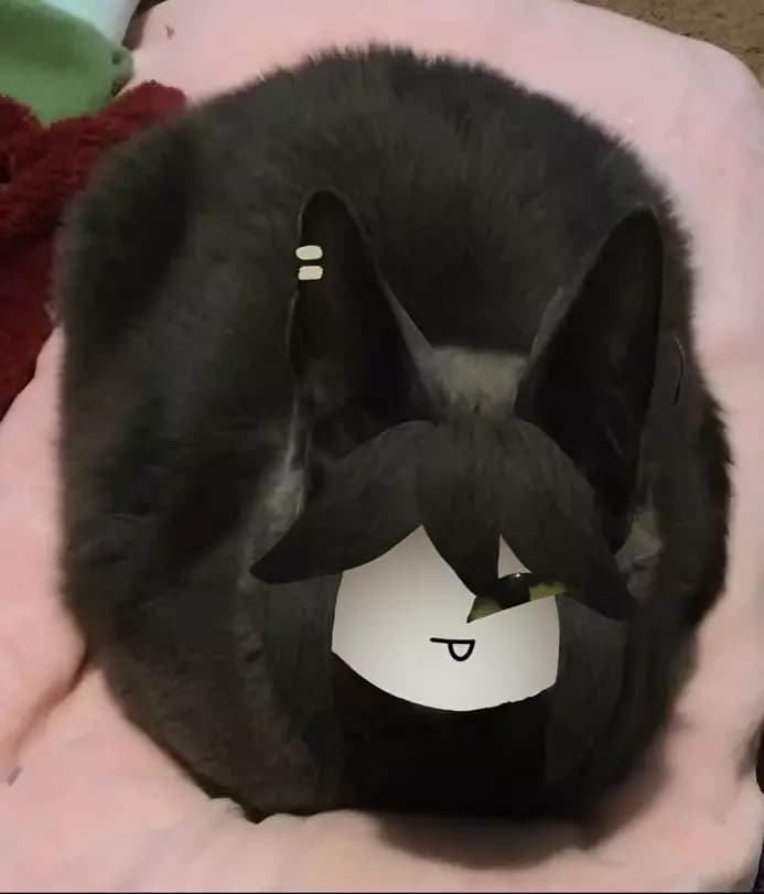 miss circle cat thumbnail
