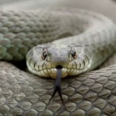 Naga, the Deceptive Serpent thumbnail