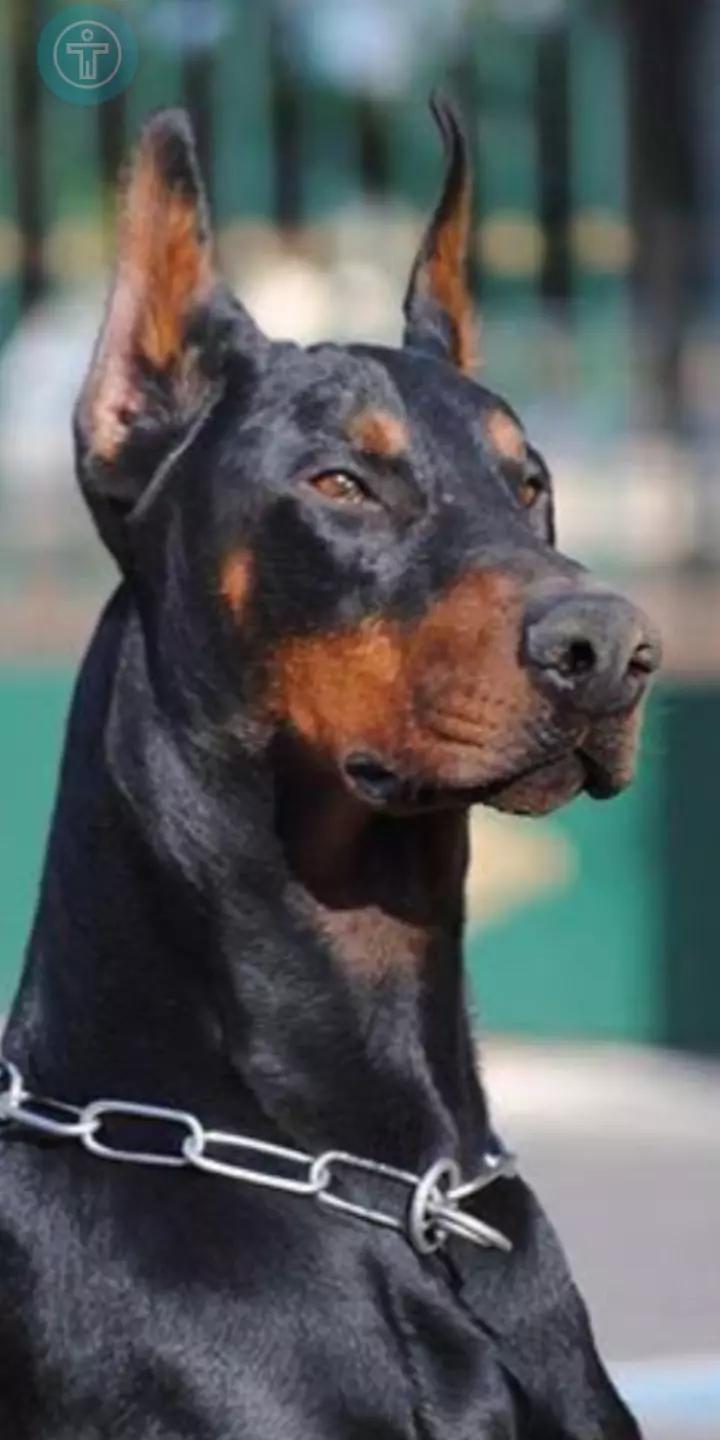 Thor\_||\_Doberman thumbnail