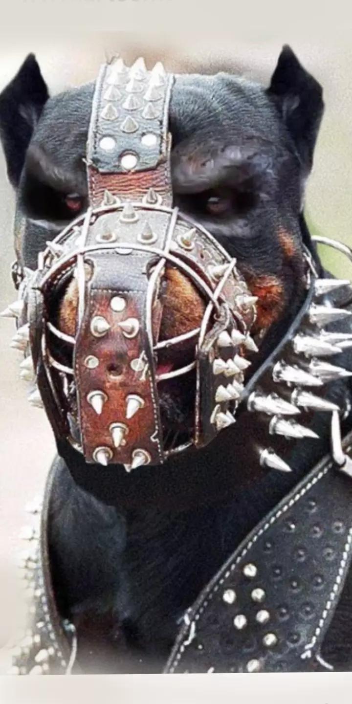 Bruce\_/\_O Pitbull thumbnail