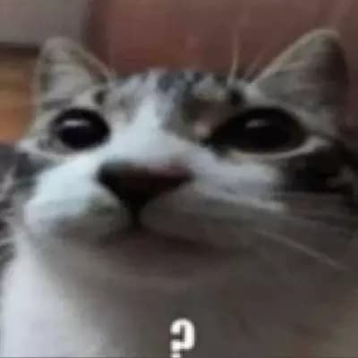 Wise cat thumbnail