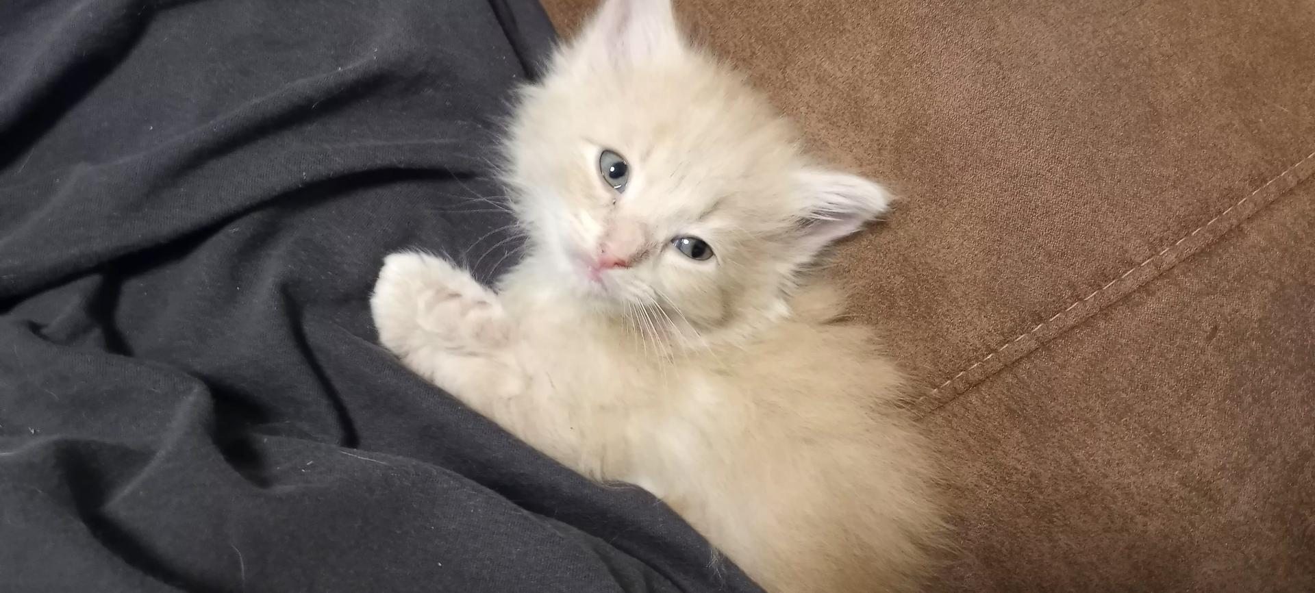 Kitten Complaint Department thumbnail