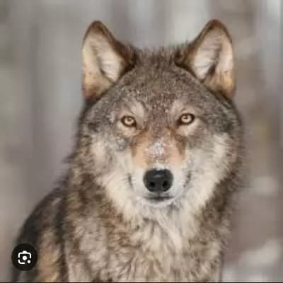 Follower Wolf thumbnail