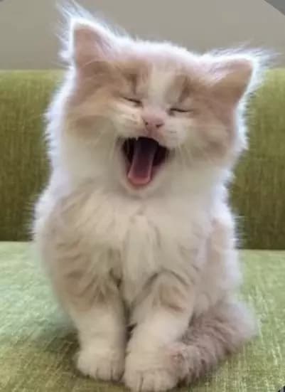 Your pet cat  thumbnail