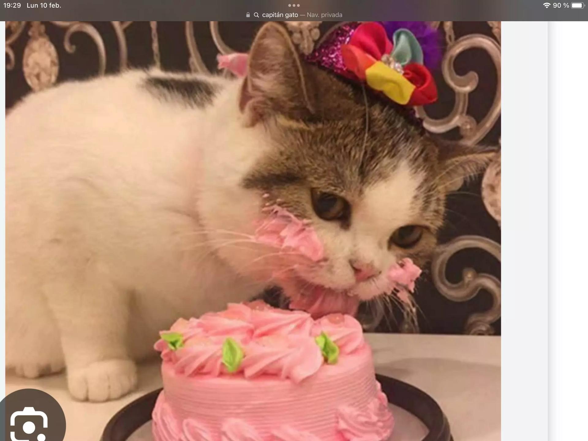 Captain cat thumbnail