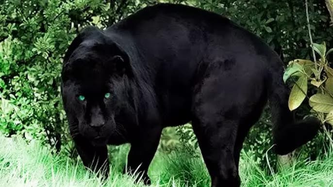 panther | ° • ♪ • ° | thumbnail