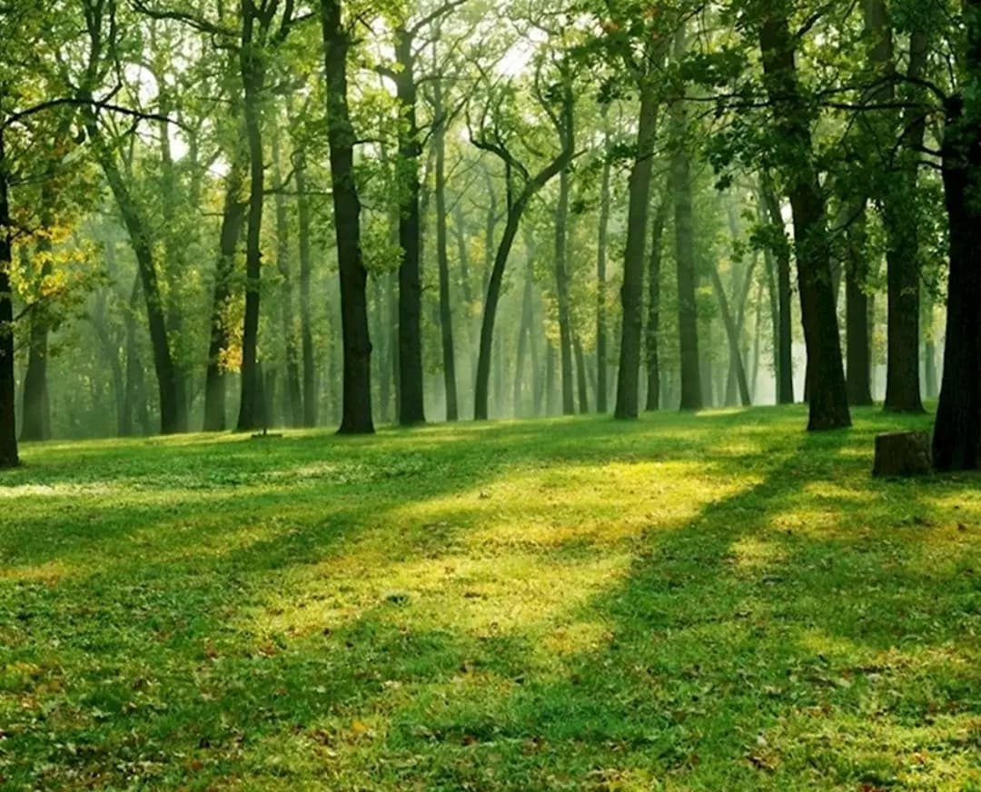 damned forest thumbnail