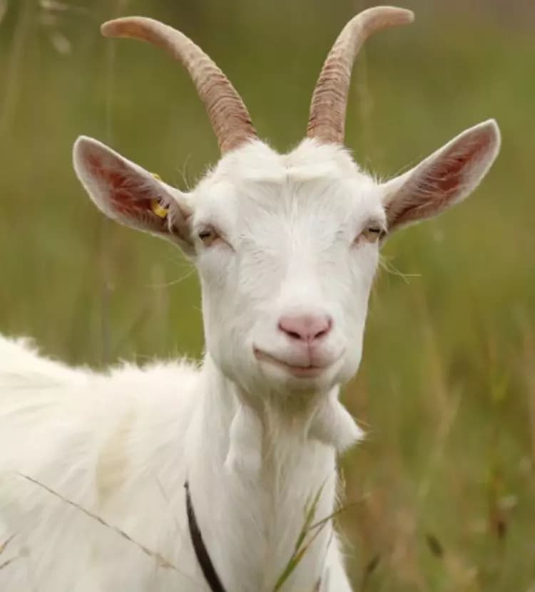 Horny sex goat thumbnail