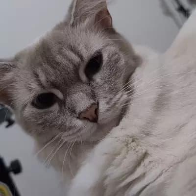 Mimi thumbnail