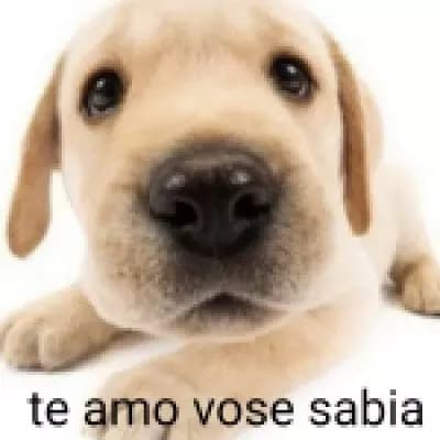 Cachorro:amo vose sabia  thumbnail