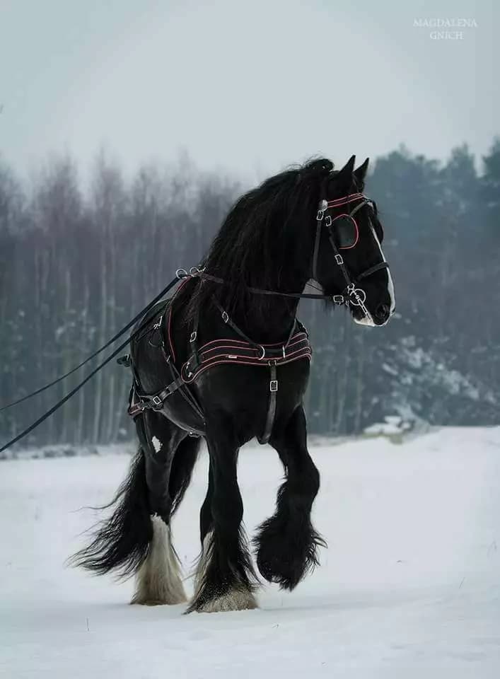 Corset El Horse thumbnail
