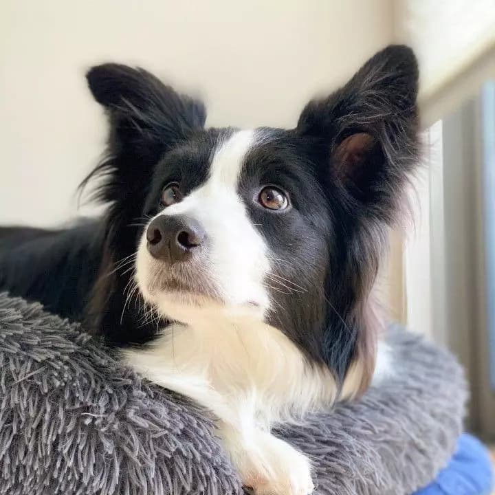 Border Collie thumbnail