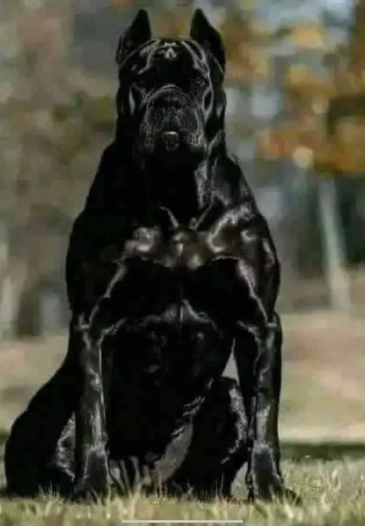 O Pitbull do The Boys thumbnail