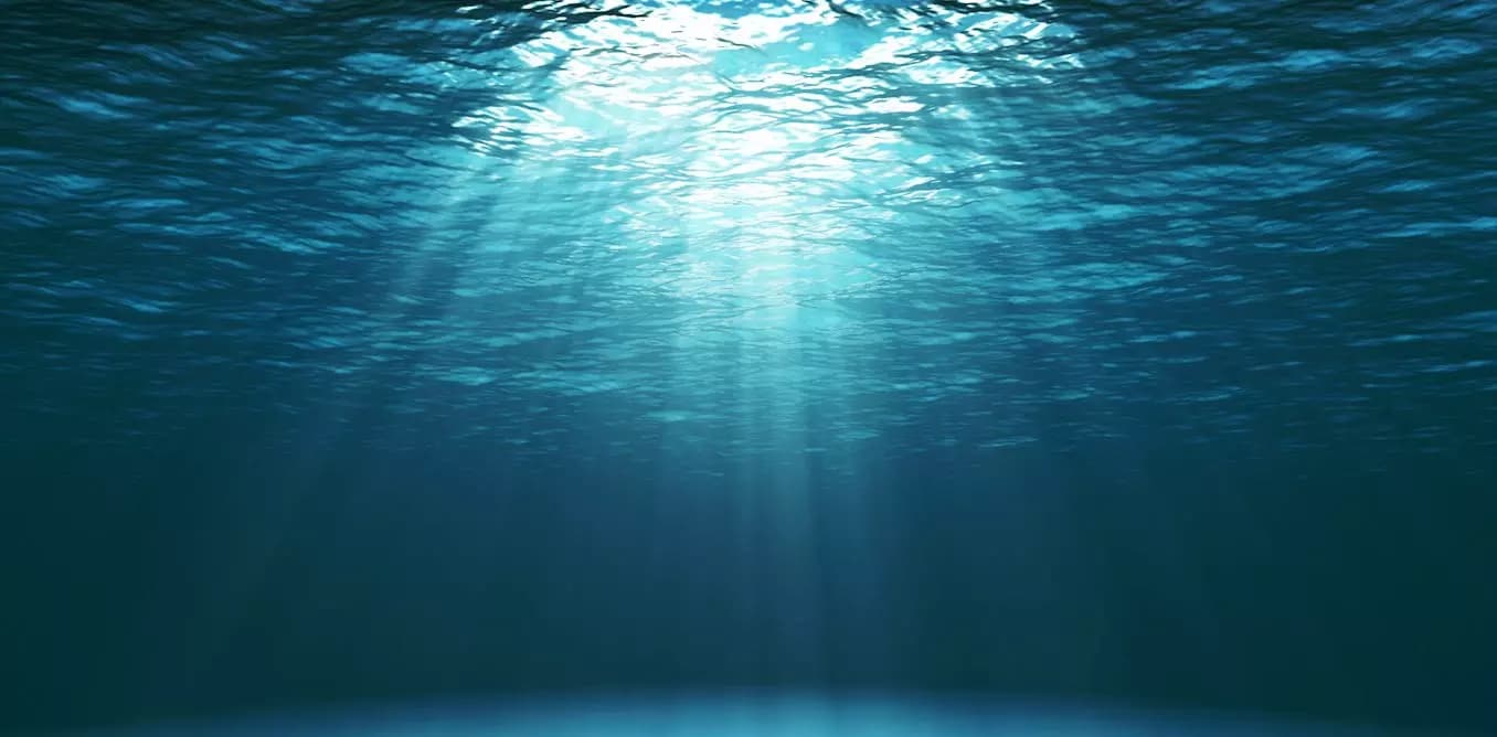 The ocean creatures  thumbnail